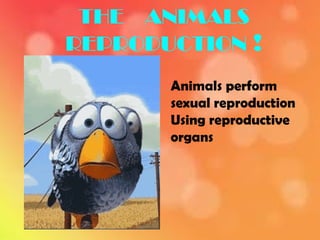 THE ANIMALS
REPRODUCTION !
Animals perform
sexual reproduction
Using reproductive
organs

 