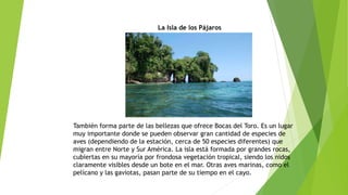 La Isla de los Pájaros
También forma parte de las bellezas que ofrece Bocas del Toro. Es un lugar
muy importante donde se pueden observar gran cantidad de especies de
aves (dependiendo de la estación, cerca de 50 especies diferentes) que
migran entre Norte y Sur América. La isla está formada por grandes rocas,
cubiertas en su mayoría por frondosa vegetación tropical, siendo los nidos
claramente visibles desde un bote en el mar. Otras aves marinas, como el
pelícano y las gaviotas, pasan parte de su tiempo en el cayo.
 