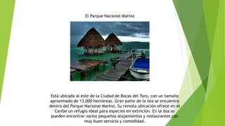El Parque Nacional Marino
Está ubicada al este de la Ciudad de Bocas del Toro, con un tamaño
aproximado de 13,000 hectáreas. Gran parte de la isla se encuentra
dentro del Parque Nacional Marino. Su remota ubicación ofrece en el
Caribe un refugio ideal para especies en extinción. En la isla se
pueden encontrar varios pequeños alojamientos y restaurantes con
muy buen servicio y comodidad.
 