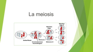 La meiosis
 