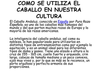 COMO SE UTILIZA EL
CABALLO EN NUESTRA
CULTURA

El Caballo Andaluz, conocido en España por Pura Raza
Española, es uno de los caballos más famosos del
mundo y del que parten muchas razas de Europa y la
mayoría de las razas americanas.
La inteligencia del caballo andaluz, así como su
nobleza, lo han popularizado para utilizarlos en
distintos tipos de entrenamientos como por ejemplo la
equitación, y es un animal ideal para los diferentes
tipos de doma y paseo. Tiene una alzada o altura a la
cruz de 155 - 165 cm, cuello fuerte y arqueado, crin
larga, cabeza de tamaño mediano y un poco convexa,
ojos muy vivos y, por lo que se más se le reconoce, un
porte orgulloso y perfecta armonía de sus
proporciones.

 