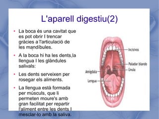 L'aparell digestiu(2)
● La boca és una cavitat que
es pot obrir I trencar
gràcies a l'articulació de
les mandíbules.
● A la boca hi ha les dents,la
llengua I les glàndules
salivals:
● Les dents serveixen per
rosegar els aliments.
● La llengua està formada
per músculs, que li
permeten moure's amb
gran facilitat per repartir
l'aliment entre les dents I
mesclar-lo amb la saliva.
.
.
 