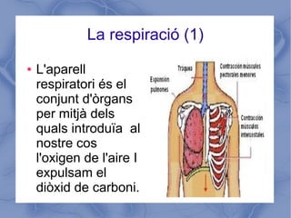 La respiració (1)
● L'aparell
respiratori és el
conjunt d'òrgans
per mitjà dels
quals introduïa al
nostre cos
l'oxigen de l'aire I
expulsam el
diòxid de carboni.
 