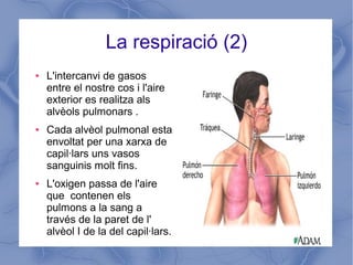 La respiració (2)
● L'intercanvi de gasos
entre el nostre cos i l'aire
exterior es realitza als
alvèols pulmonars .
● Cada alvèol pulmonal esta
envoltat per una xarxa de
capil·lars uns vasos
sanguinis molt fins.
● L'oxigen passa de l'aire
que contenen els
pulmons a la sang a
través de la paret de l'
alvèol I de la del capil·lars.
 