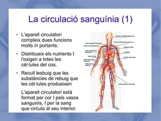 La circulació sanguínia (1)
● L'aparell circulatori
compleix dues funcions
molts in portants:
● Distribueix els nutrients I
l'oxigen a totes les
cèl·lules del cos.
● Recull lesbuig que les
substàncies de rebuig que
les cèl·lules produeixen
L'aparell circulatori està
format per cor I pels vasos
sanguinis, I per la sang
que circula al seu interior.
 
