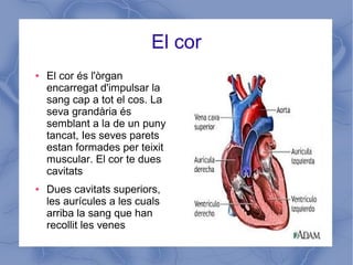 El cor
● El cor és l'òrgan
encarregat d'impulsar la
sang cap a tot el cos. La
seva grandària és
semblant a la de un puny
tancat, Ies seves parets
estan formades per teixit
muscular. El cor te dues
cavitats
● Dues cavitats superiors,
les aurícules a les cuals
arriba la sang que han
recollit les venes
 