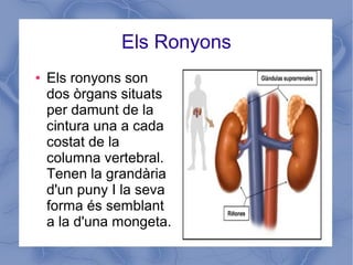 Els Ronyons
● Els ronyons son
dos òrgans situats
per damunt de la
cintura una a cada
costat de la
columna vertebral.
Tenen la grandària
d'un puny I la seva
forma és semblant
a la d'una mongeta.
 