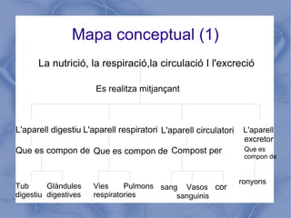 Mapa conceptual (1)
La nutrició, la respiració,la circulació I l'excreció
Es realitza mitjançant
L'aparell digestiu L'aparell respiratori L'aparell circulatori L'aparell
excretor
Que es compon de Que es compon de Compost per Que es
compon de
Tub
digestiu
Glàndules
digestives
Vies Pulmons
respiratories
sang Vasos
sanguinis
cor
ronyons
 
