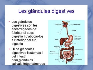 Les glàndules digestives
● Les glàndules
digestives són les
encarregades de
fabricar el sucs
digestiu I d'abocar-los
a l'interior del tub
digestiu
● Hi ha glàndules
digestives l'estomac I
del intestí
prim,glàndules
salivals,fetge,pàncrees
 