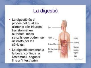 La digestió
● La digestió és el
proces pel qual els
aliments són triturats i
transformat en
nutrients molts
senzills,que poden ser
utilitzats per les
cèl·lules.
● La digestió comença a
la boca, continua a
l'estomac i segueix
fins a l'intestí prim
 