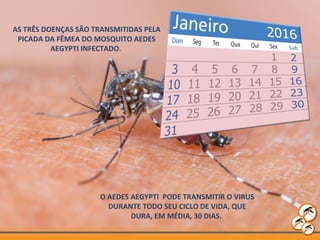 O AEDES AEGYPTI PODE TRANSMITIR O VIRUS
DURANTE TODO SEU CICLO DE VIDA, QUE
DURA, EM MÉDIA, 30 DIAS.
AS TRÊS DOENÇAS SÃO TRANSMITIDAS PELA
PICADA DA FÊMEA DO MOSQUITO AEDES
AEGYPTI INFECTADO.
 