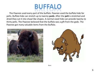 Buffalo     The Pawnee used every part of the buffalo. Pawnee used the buffalo hide for pelts. Buffalo hide can stretch up to twenty yards. After the pelt is stretched and dried they cut it into shawl like shapes. A normal sized hide can provide twenty to thirty pelts. The Pawnee believed that the buffalo was a gift from the gods. The Pawnee got many valuable items from the Buffalo.    Bison6