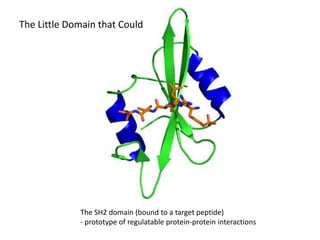 Collaborations
The SH2 domain (bound to a target peptide)
- prototype of regulatable protein-protein interactions
The Little Domain that Could
 