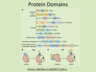 Protein Domains
Science. 2009 Nov 27;326(5957):1220-4.
 