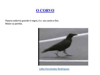 O CORVOPaxaro codorniz grande é negro, é o  seu canto e feo.Maiorcapomba. Lidia Fernández Rodríguez