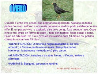 O MERLOO merlo è unha ave arisca, que permanece agochada. Atópase en todas partes do noso  entorno e nos maispequenosxardìns pode establecer o seu niño. È  un paxaro vivo  e axeitado e se ve o perigofuxevoando raso. Oseu niño è moilimpo en formo de copa ,  feito con herbas, follas secas e lama. Faino en arbustos. De 3 a 5 ovos eaincuvación dura 13 días e os  poliñoscomezán a voar tras 15 días.IDENTIFICACIÓN: O macho é negro azabache e  co pico amarelo; a femia é parda oscura mais clara polas partes inferiores, lixeramente moteada e có pico pardo.