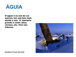 ALIMENTACIÓN: insectos e as súas larvas, miñocas, froitos e xérmolas.
