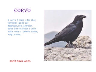 ÁGUIAO águia é un ave de cor marrón, ten moi boa vista dende o ceo.  É  bastante grande e come ratos, vermes, etc. Vive nasárbores.GORKA FOUZ NOVÁS