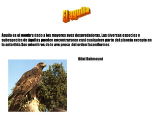 A CEGOÑAA cegoña e un ave co pico moi longo e de corlaranxa o seucorpo e de corbranco e as veces ten un pouco de negro tamén ten as ás de cor brancas é longas as cegoñastaménteñen as patas longas e de corlaranxa.Dicen que as cegoñas traen a os nenos.Marcelo