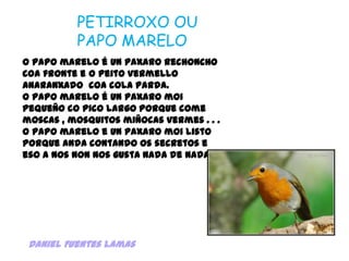 PETIRROXO OU PAPO MARELOO papo marelo é un paxaro rechoncho coa fronte e o peitovermelloanaranxado  coa cola parda.O papo marelo é un paxaromoi  pequeño co pico largo porque come moscas , mosquitos miñocas vermes . . .O papo marelo e un paxaromoi listo porque anda contando os secretos e eso a nos non nos gusta nada de nada.Daniel Fuentes Lamas