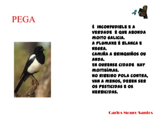 PEGAÉ  inconfudible e a verdade  é que abondamoito Galicia. A plumaxe é blanca e negra.Camiña a brinquiños ou anda.En Ourense cidade  hay moitisímas.No Ribeiro pola contra, van a menos, deben ser os pesticidas e os herbicidas.Carlos Mouro Santos