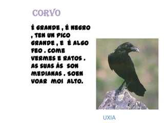 CORVOÉ grande , é negro , ten un pico grande , e  é algo feo . Come  vermes e ratos . As suasás  son medianas . Soenvoarmoi  alto.UXIA