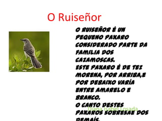O RuiseñorO ruiseñor é un pequenopaxaro considerado parte da familia dos cazamoscas.Este paxaro é de tez morena, por arriba,e por debaixo varía entre amarelo e branco.O canto destespaxarossobresae dos demaís.Diana Isabel Losada 