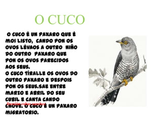 O CUCO  O cuco é un paxaro que é moi listo,  cando pon os ovos lévaos a outro  niño do outropaxaro que pon os ovos parecidos aosseus.O cuco tíralle os ovos do outropaxaro e despois pon os seus.Sae entre marzo e abril do seu cubil e canta cando chove. O cuco é un paxaro migratorio.Damián cobas sanchez