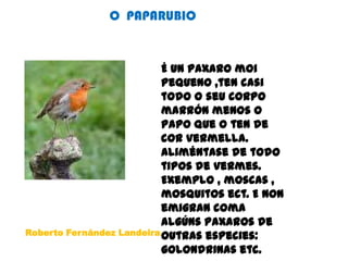 O  PAPARUBIOÉ un paxaromoipequeno ,ten casi todo o seucorpo marrón menos o papo que o ten de corvermella. Aliméntase de todo tipos de vermes. Exemplo , moscas ,  mosquitos ect. E non emigran coma algúnspaxaros de outras especies: golondrinas etc.Roberto Fernández Landeira