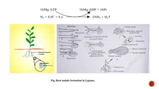 Symbiotic Nitrogen Fixation in Azolla and Frankia: Mechanisms and ...