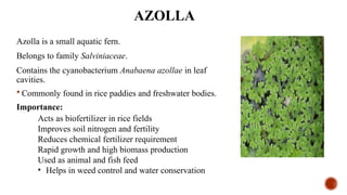 Symbiotic Nitrogen Fixation in Azolla and Frankia: Mechanisms and ...