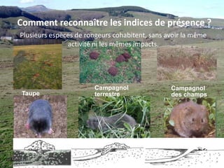  Fonctionnement des cycles de pullulations 