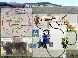  Reproduction : 4 à 6 portées par an	2 à 8 petits par portée21 j de gestation & maturité sexuelle à 2 mois1 couple --> 100 à 120 campagnols en 6 moisLe campagnol terrestre cohabite et/ou colonise les galeries des taupes. Il est donc nécessaire de les distinguer 