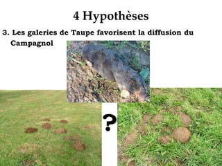  Travail supplémentaire pour l’entretien des prairiesConséquences sur les troupeauxBaisse de la qualité du lait