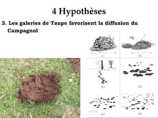  Mauvaise hygiène pour la traite