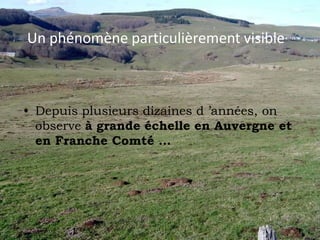 Un phénomène particulièrement visibleDepuis plusieurs dizaines d ’années,on observe à grande échelleen Auvergne et en Franche Comté …Une prolifération de mottes de terre dans les prairies 