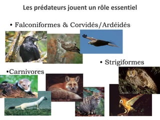  HOMOGENEISATION DU MILIEU Evolution du Paysage Agricole Augmentation de l’habitat favorable aux campagnols