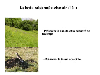 Comment réguler les pullulations ?	Jusqu’à peu, on ne s’attaquait qu’aux symptômes (les pullulations) en pratiquant la lutte chimique à plus ou moins haute dose et le piégeage, qui tend néanmoins à disparaitre avec l’évolution des structures familiales au sein des exploitations.