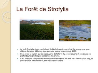 La Forêt de Strofylia 
 La forêt Strofylia située sur le bord de l'Achaïe et du comté de Ilia occupe une zone 
côtière d'environ 14 km de long avec une largeur moyenne de 1500. 
 Dans toute la région qui est recouverte de la foret il y a une couche d’ eau douce en 
profondeur exploitée par les racines des arbres.. 
 C'est une forêt unique dans la composition et la taille de 1000 hectares de pin d'Alep, le 
pin d'environ 3000 hectares, 600 hectares de chêne 
 