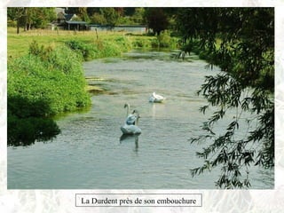 La Durdent près de son embouchure
 