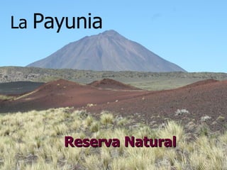 La  Payunia Reserva Natural 