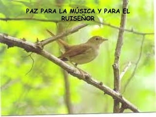 PAZ PARA LA MÚSICA Y PARA EL
          RUISEÑOR
 