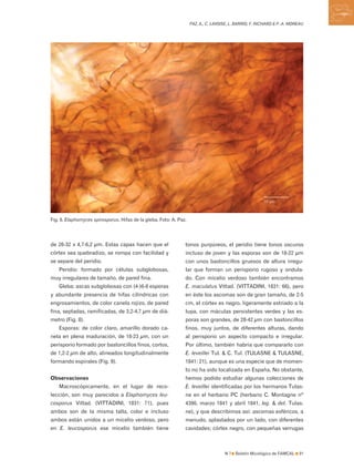 Paz et-al-2012-elaphomyces-famcal-0001