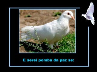 E serei pomba da paz se:
 
