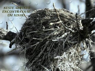 NESTE ARBUSTO ENCONTRAVA-SE  UM NINHO. 