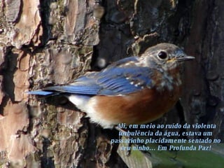 Ali, em meio ao ruído da violenta turbulência da água, estava um passarinho placidamente sentado no seu ninho... Em Profunda Paz! 