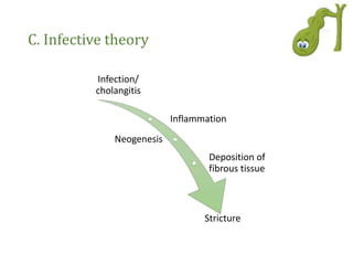 C. Infective theory
Infection/
cholangitis
Inflammation
Neogenesis
Deposition of
fibrous tissue
Stricture
 
