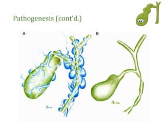 Pathogenesis (cont’d.)
 