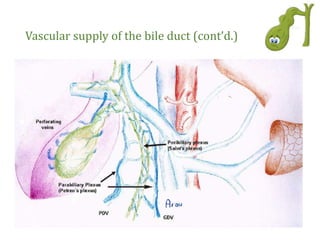 Vascular supply of the bile duct (cont’d.)
 