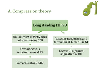 A. Compression theory
Long standing EHPVO
Replacement of PV by large
collaterals along CBD
Cavernomatous
transformation of PV
Compress pliable CBD
Long standing EHPVO
Vascular neogenesis and
formation of tumor like CT
Encase CBD/Cause
angulation of BD
 